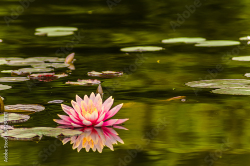 Flor flotando sobre una laguna