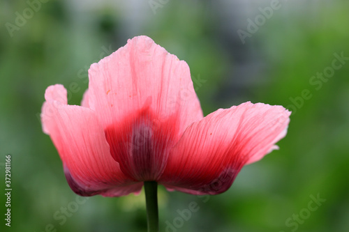 Mohnblüte