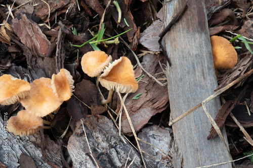 Close-up of fresh brown mushroom 