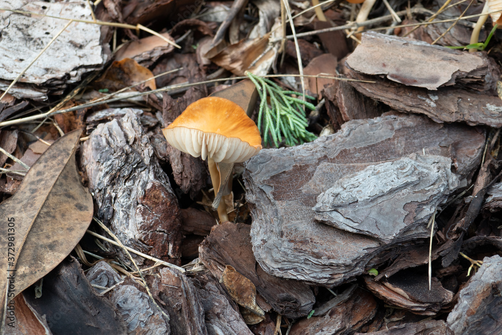 Close-up of fresh brown mushroom grown after rain Close-up of fresh brown mushroom grown after rain