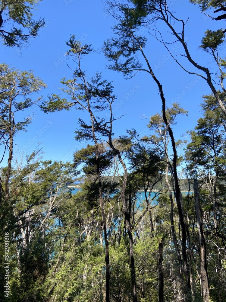 Forêt du parc Abel Tasman, Nouvelle Zélande