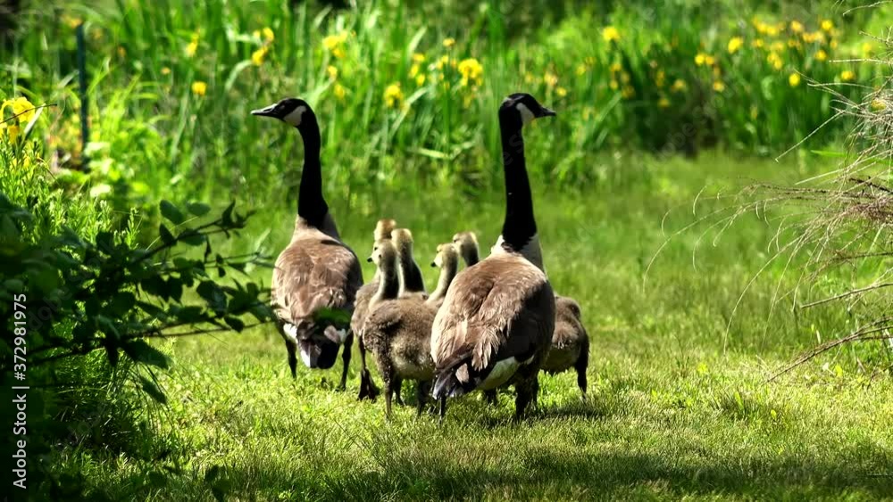 The Family of Wild Goose is Gooing for a Walk The Family of Wild Goose is Gooing for a Walk