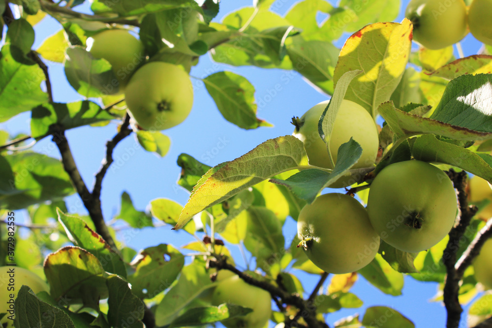 Apple fruits on tree branch at the orchard outdoors. Green apples on tree branch at the garden on sunny summer day. Harvest of organic healthy green apples, close up view Apple fruits on tree branch at the orchard outdoors. Green apples on tree branch at the garden on sunny summer day. Harvest of organic healthy green apples, close up view