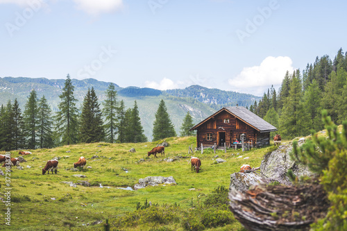 Idyllic mountain landscape in the alps: Mountain chalet, cows, meadows and blue sky