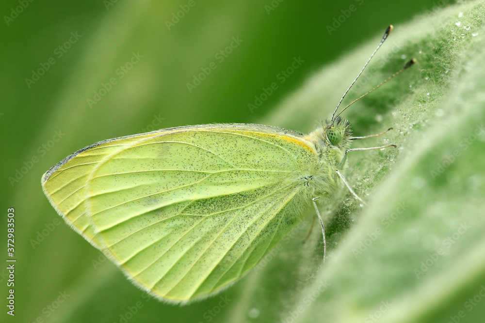 Obraz premium Kohlweißling
