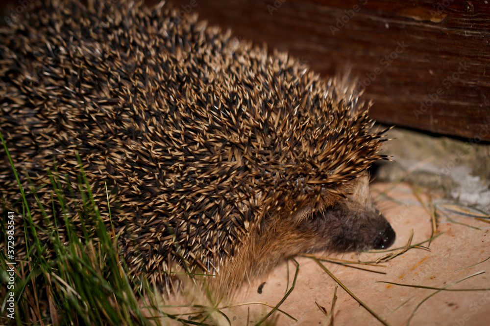 Obraz premium Portrait eines Igels in der Nacht. Igel sind gute Schädlingsbekämpfer. 