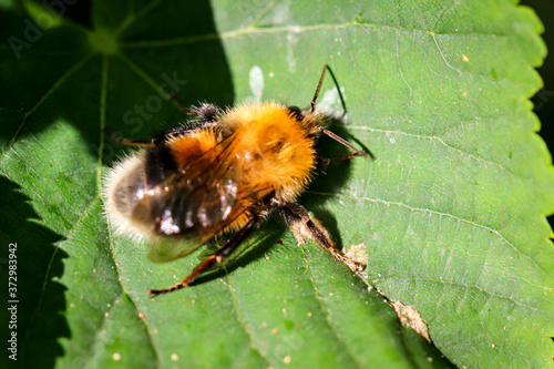 Nahaufnahme eines Bienenähnliches Insekt auf einem Blatt. 
