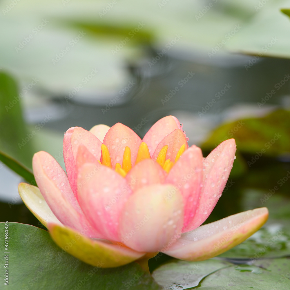A beautiful pink waterlily or lotus flower in pond. 
