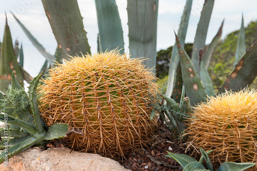 A tropical cactus ball grows on the seashore. Menorca island, Spain photo