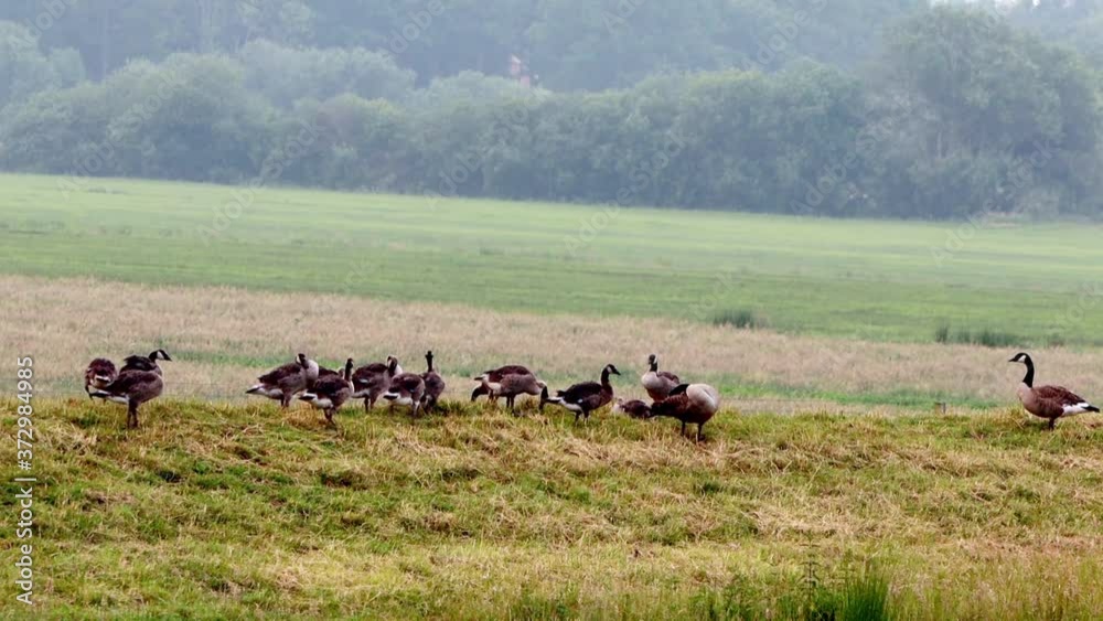 Canadian Geese with her Chicks
