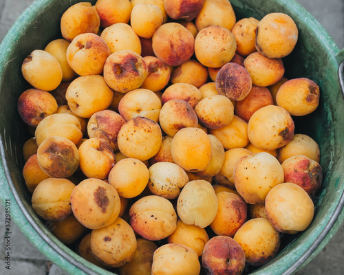Lots of orange  yellow ripe apricots in a plastic bucket  top view. Excellent  good fruit harvest.