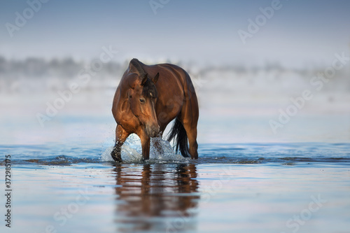 Bay stallion walk in sea water