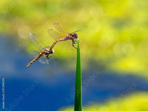A pair of attached Variegated Meadowhawk Dragonflies cling to the top of a tall reed leaf by the edge of a blue lake with yellow green algae. © Susan Hodgson