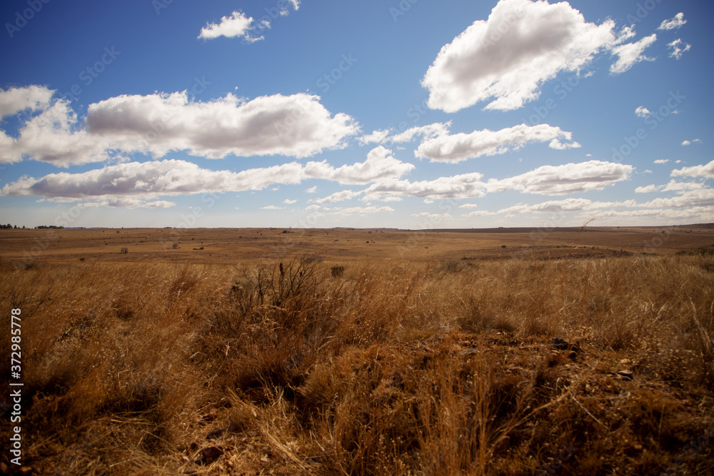Beautiful landscape of autumn, winter savanna in South Africa