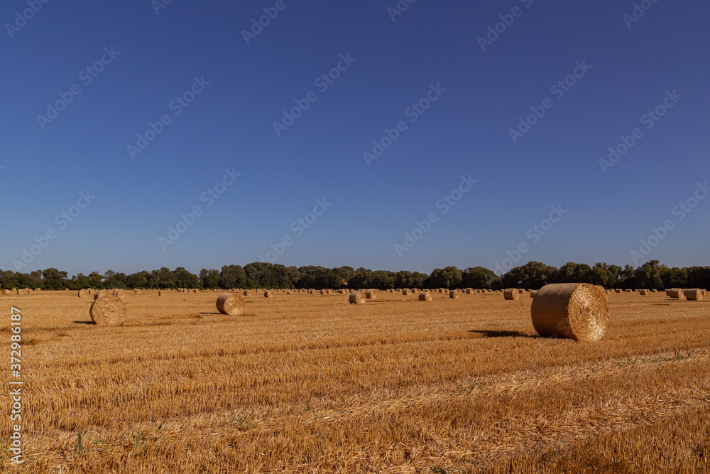 agricultural wheat field with bales on a background of blue sky	