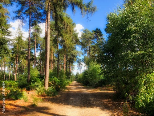 Summer Forest