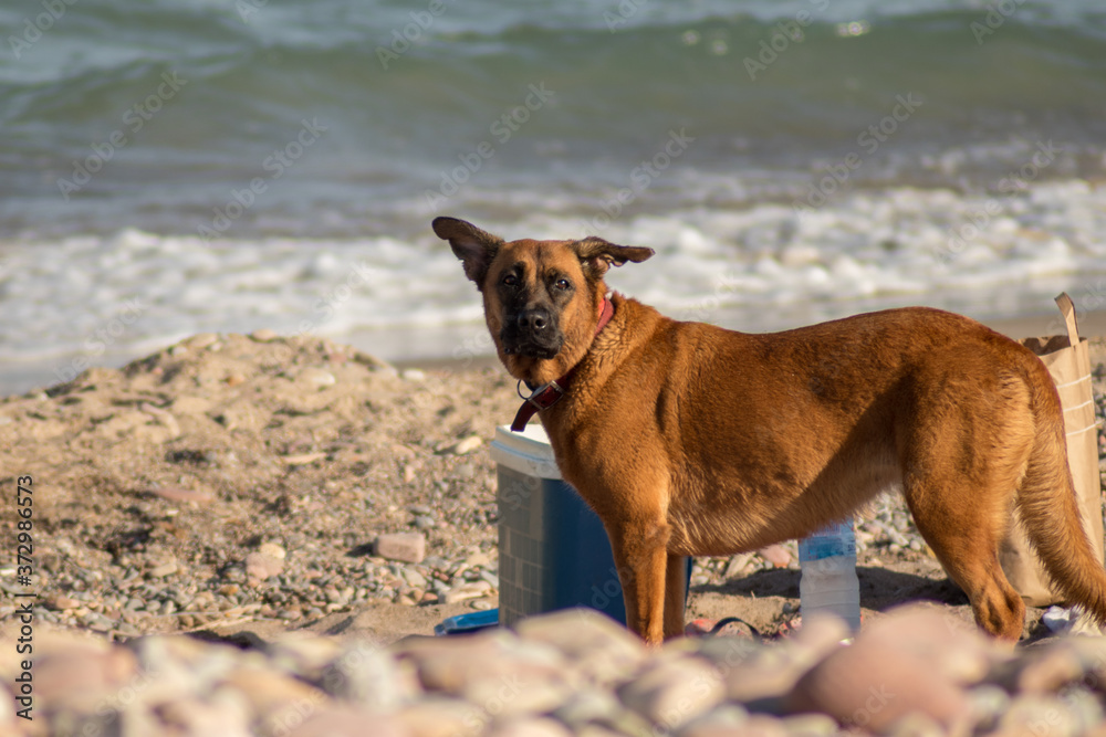 Perro en una playa Perro en una playa
