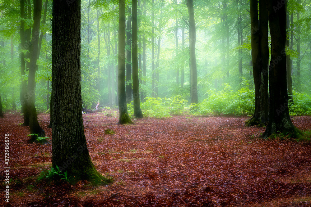 Fototapeta premium Beautiful foggy morning in green forest