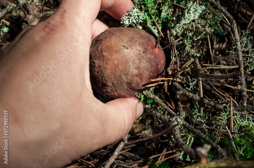 Human hand holds a found mushroom in the forest