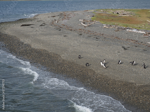Shot of penguins walking on a beach