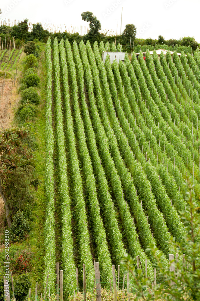 NATURALEZA, MONTAÑAS, CULTIVOS, COLORES NATURALES, ARBOLES, VEGETACIÓN, VERDES, VIDA, CREACIÓN, IMPRESIONANTE, MATICES, COLOMBIA,  