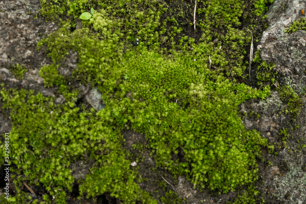 Green moss in the forest. Jungle stones, greenery. Pure nature Green moss in the forest. Jungle stones, greenery. Pure nature
