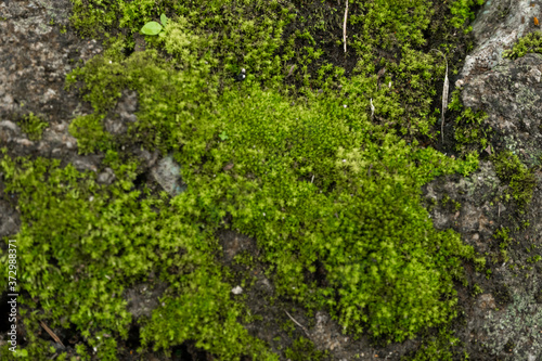 Green moss in the forest. Jungle stones, greenery. Pure nature © Kate