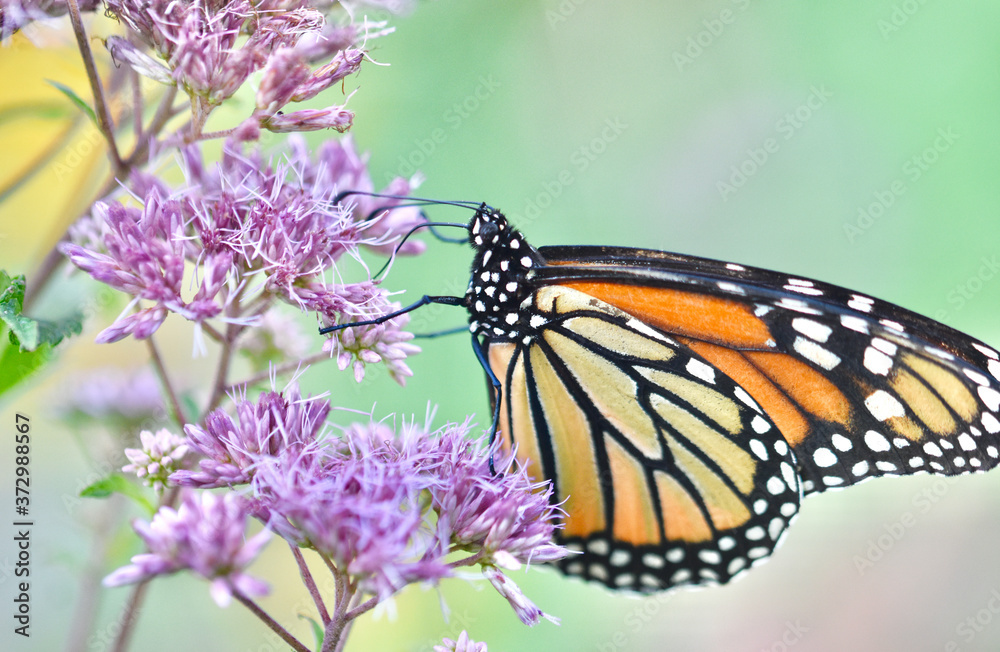 Sideview of a Monarch butterfly (Danaus plexippus) feeding on the pale pink flowers of Joe-Pye weed (Eupatorium purpureum). Closeup. Copy space. Sideview of a Monarch butterfly (Danaus plexippus) feeding on the pale pink flowers of Joe-Pye weed (Eupatorium purpureum). Closeup. Copy space.