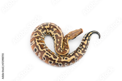 Sumatran Short Tail Python isolated on white background