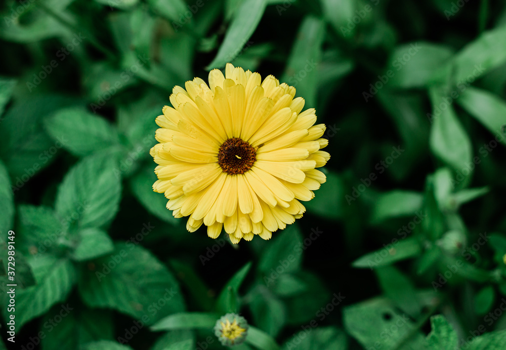 yellow flower yellow flower