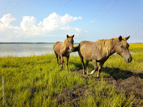 horse in the field in Assateague Island  Maryland