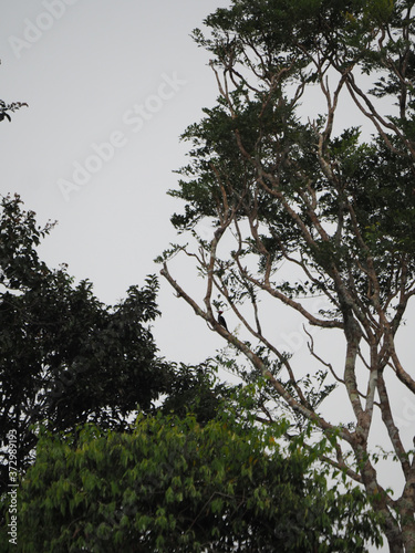 Low angle shot of a tree perched on the tree branch under a cloudy sky photo