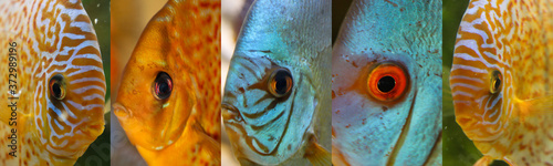 Portraits von Diskusfischen im Aquarium.