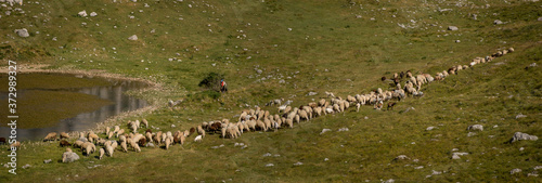 Flock Of Sheep in Mountains, Montenegro