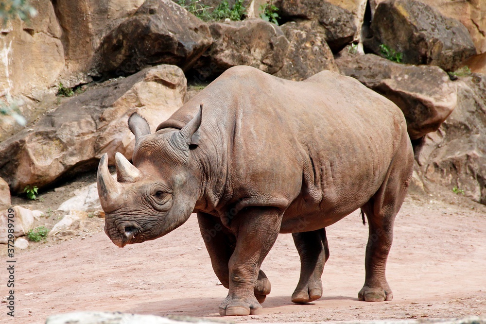 a black rhino seen from the side, Diceros bicornis michaeli a black rhino seen from the side, Diceros bicornis michaeli