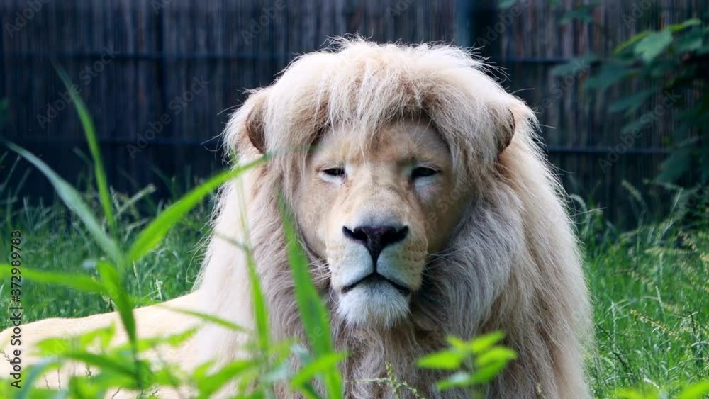 Male White Lion Resting, zoom out
Male White Lion Resting, zoom out