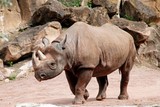 a black rhino seen from the side, Diceros bicornis michaeli
