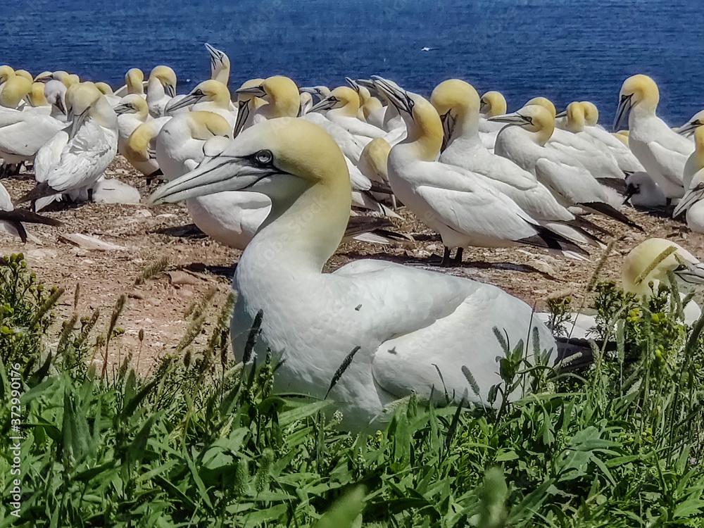 Obraz premium Les fous de Bassan de l'Ile Bonaventure, Percé, Québec, Canada
