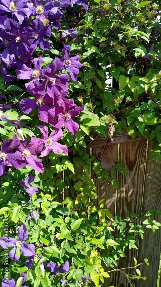 purple clematis on the weathered wooden fence. 