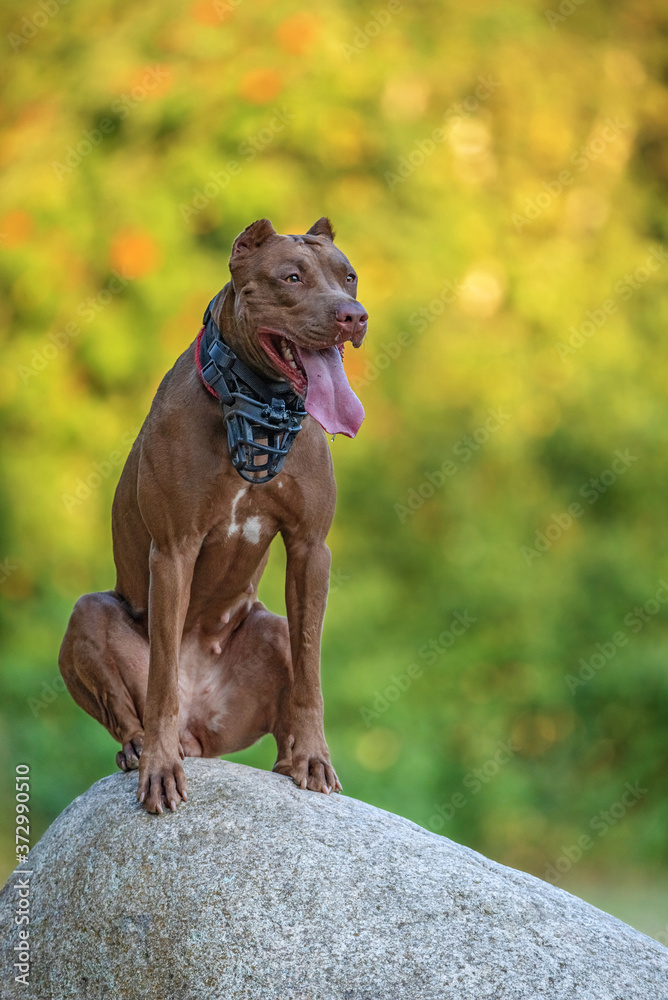 Tired American Pit Bull Terrier sitting on a stone.