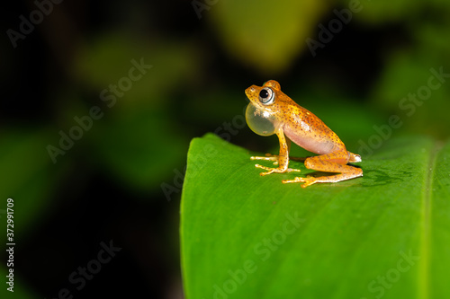 An orange little frog on a green leaf in Madagascar photo