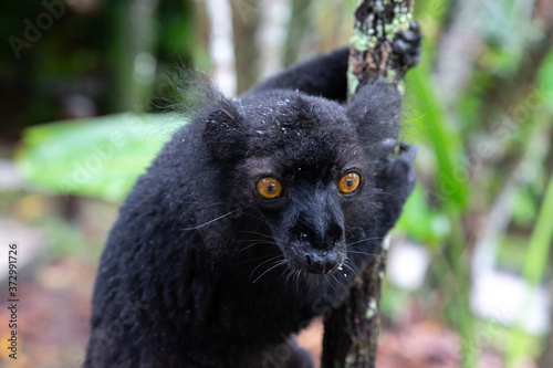 A black lemur on a tree awaiting a banana photo