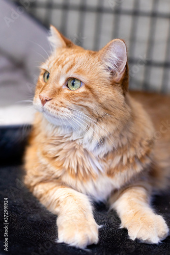 Ginger Tabby Cat with Green Eyes Portrait photo