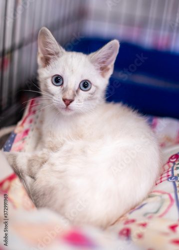 Canvastavla White Kitten with Blue Eyes in a Training Crate