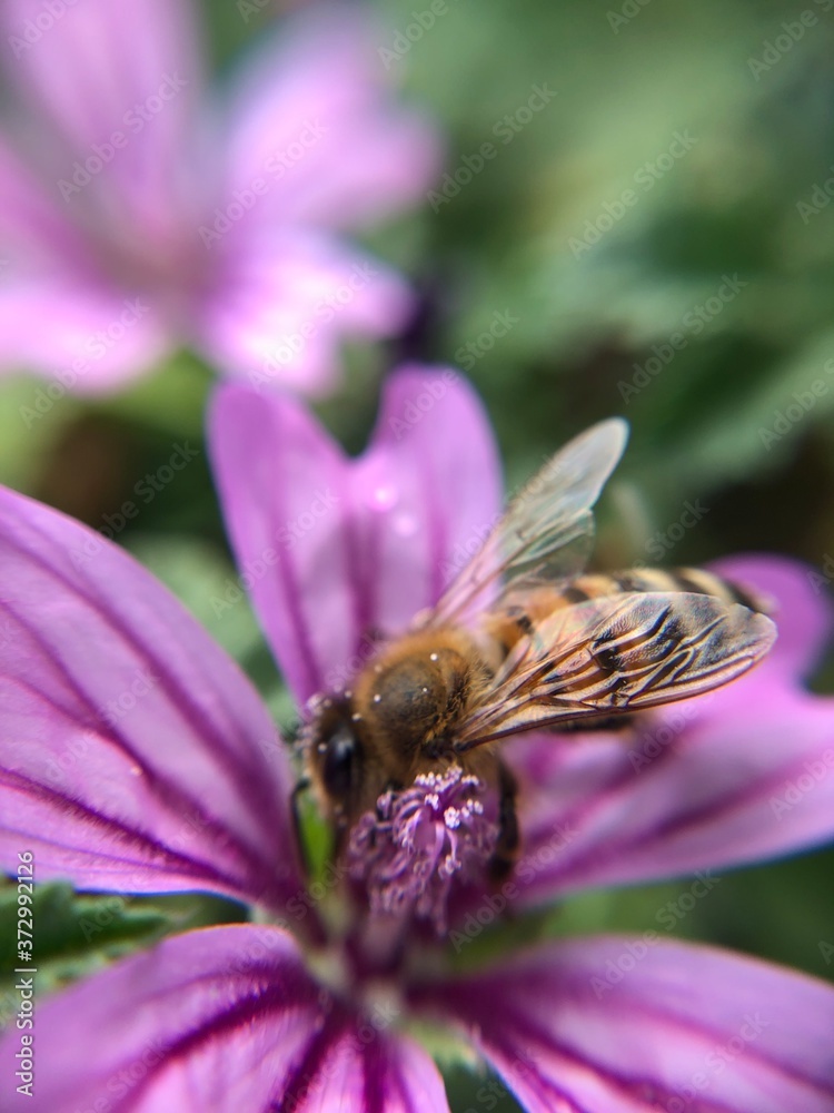 bee on a flower