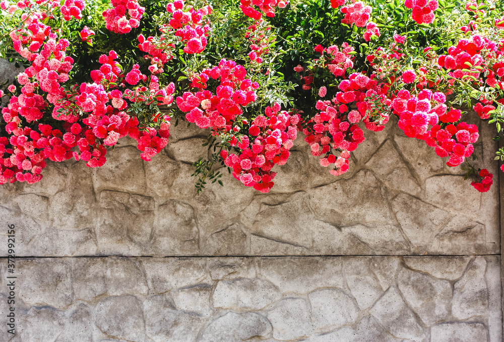 Pink flowers, roses on a stone gray wall,