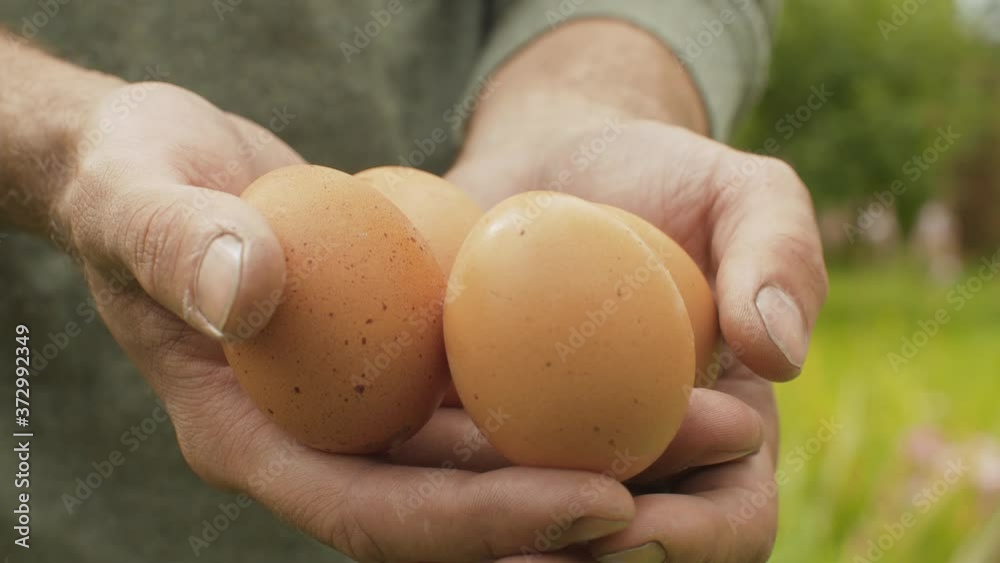 Close up fresh brown eggs in farmers hands. Rural life, harvesting. Camera slowly moving on slider, dolly shot Close up fresh brown eggs in farmers hands. Rural life, harvesting. Camera slowly moving on slider, dolly shot