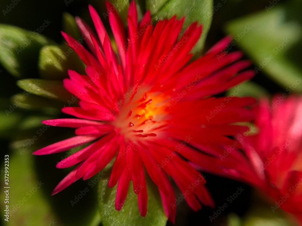 red dahlia flower