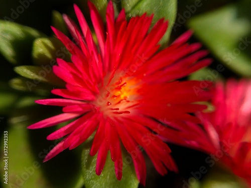 Obraz na płótnie red dahlia flower w salonie