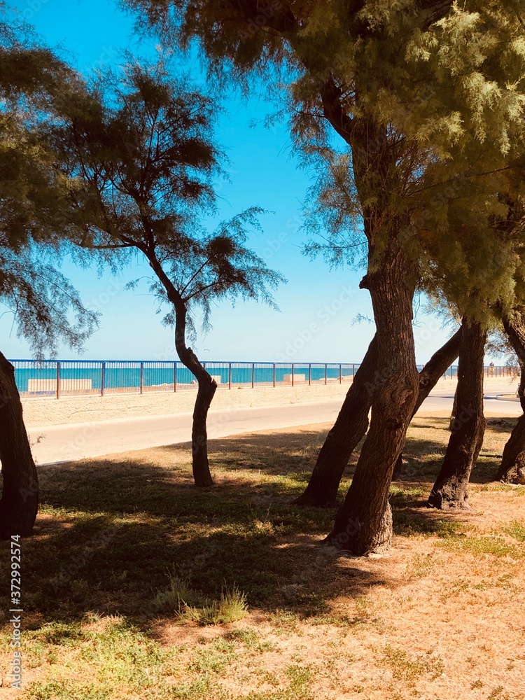 tree on the beach